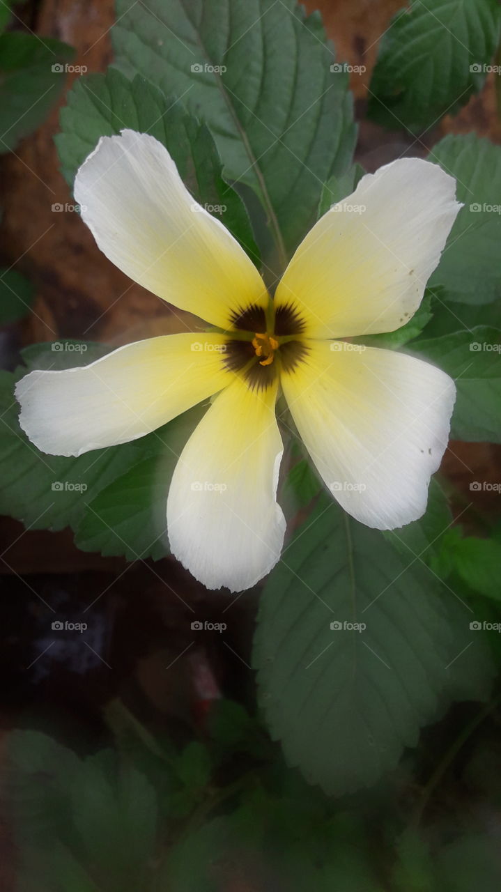Linda flor branca e amarela