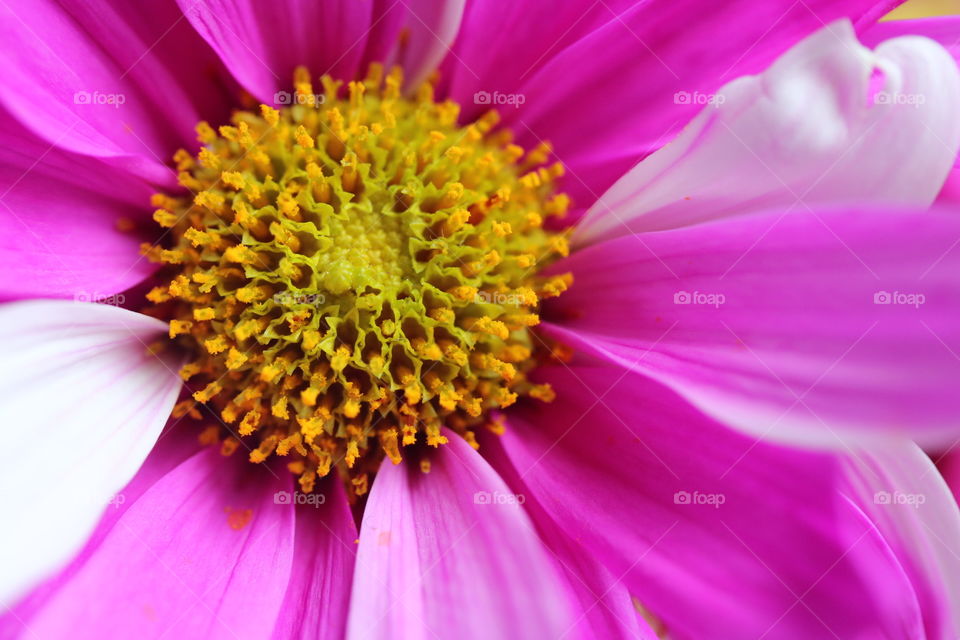 Macro Pink and White Flower