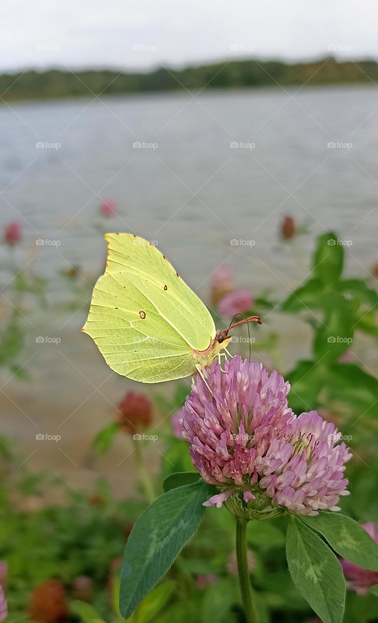 yellow butterfly on a flowers, mobile photography