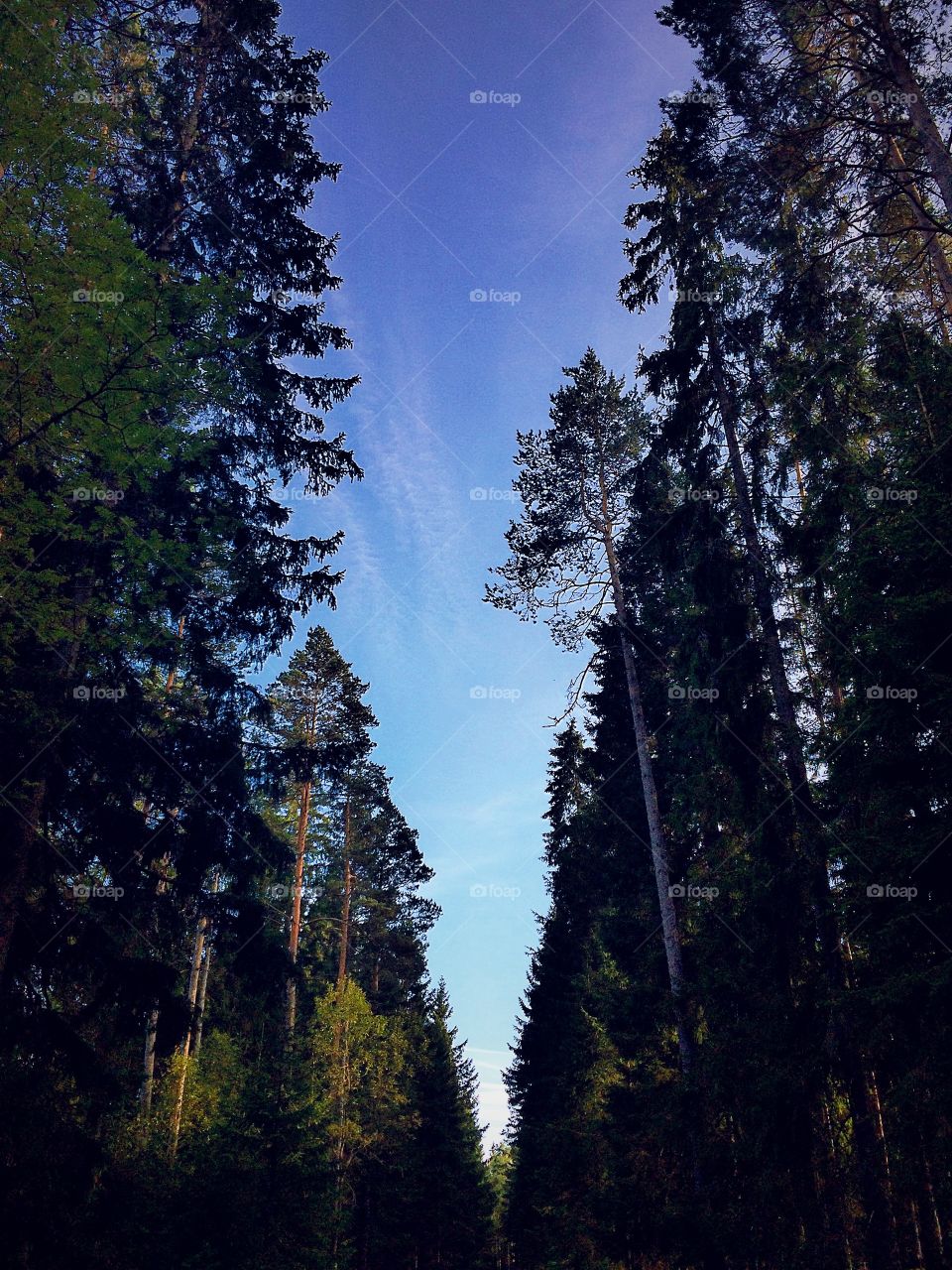 Tree top road . A road in the sky