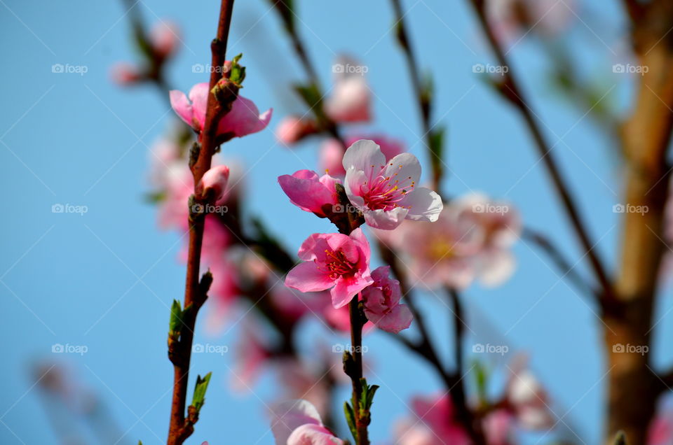 pink cherry blossoms