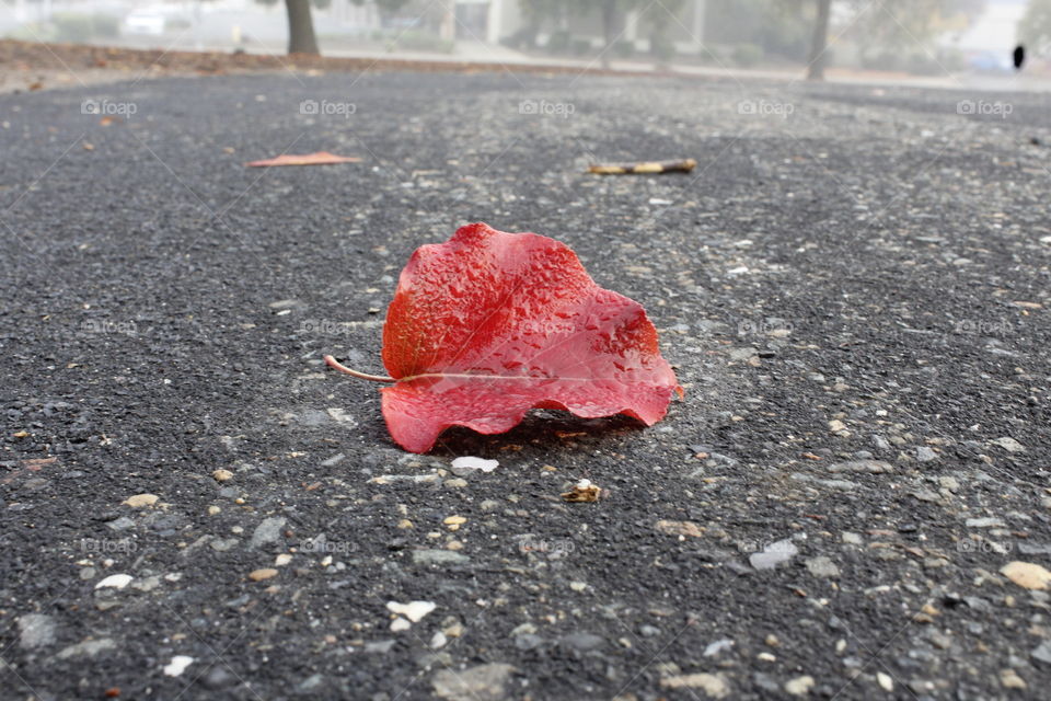 Red Leaf fallen on a Blacktop pathway