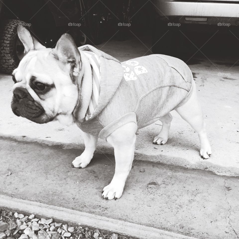 French bulldog in sweater