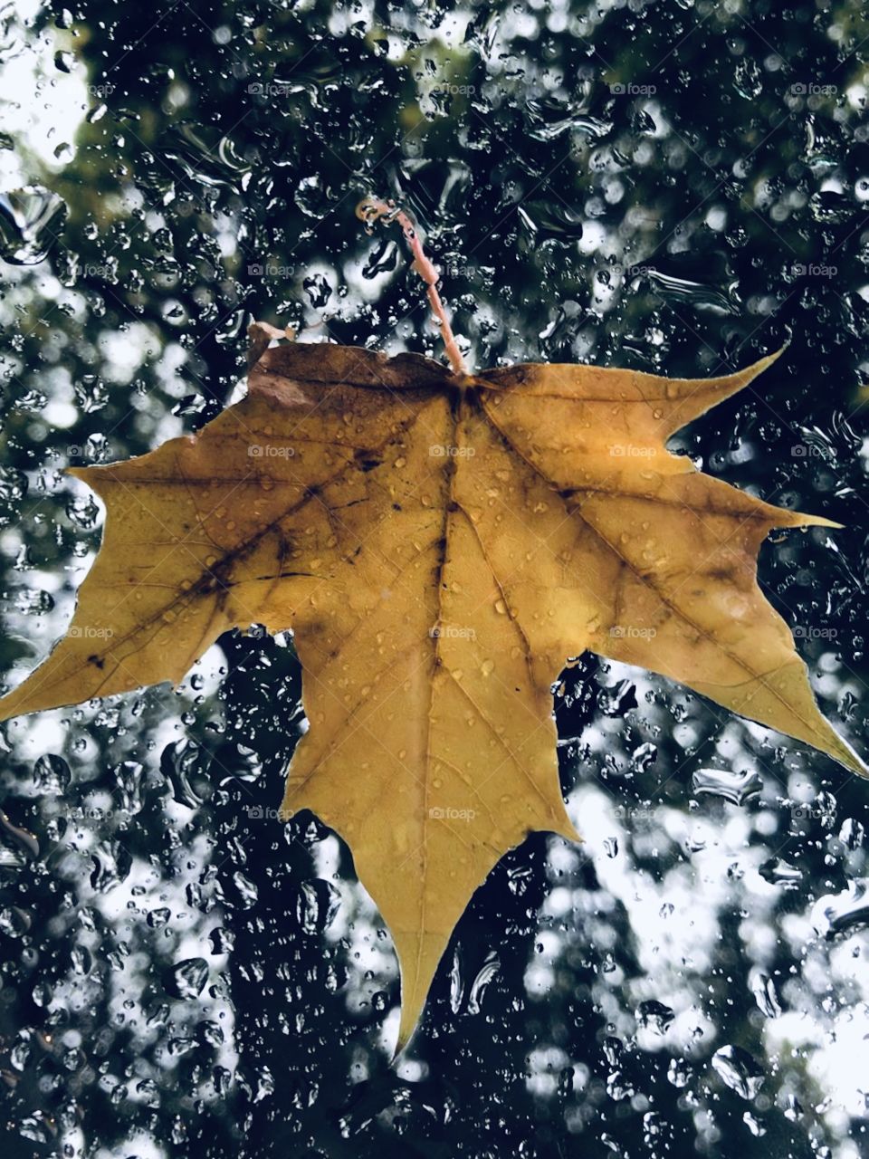 Wet yellow maple leaf surrounded by raindrops
