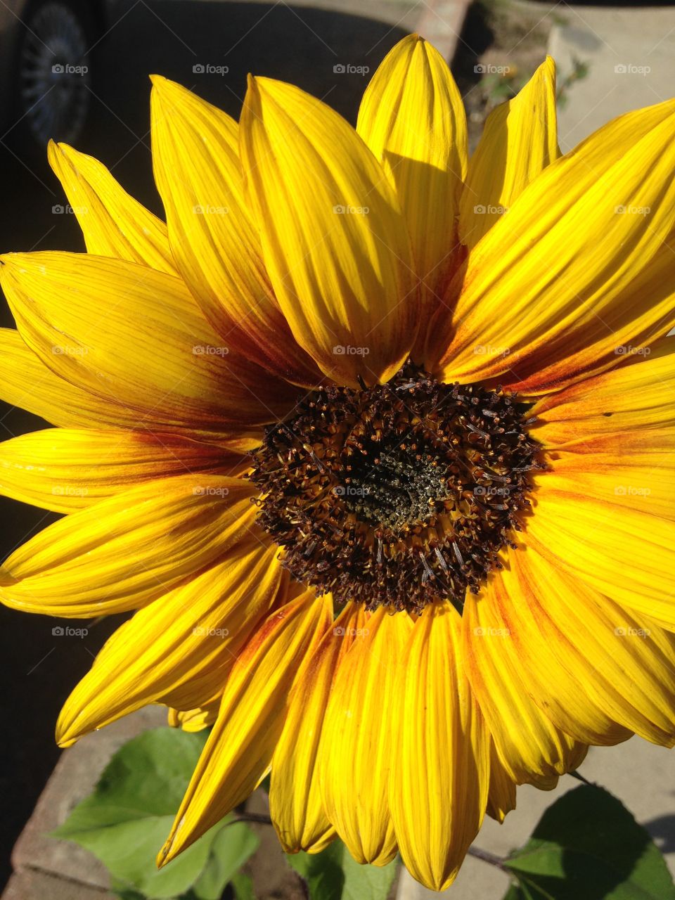 Cheery Sunflower