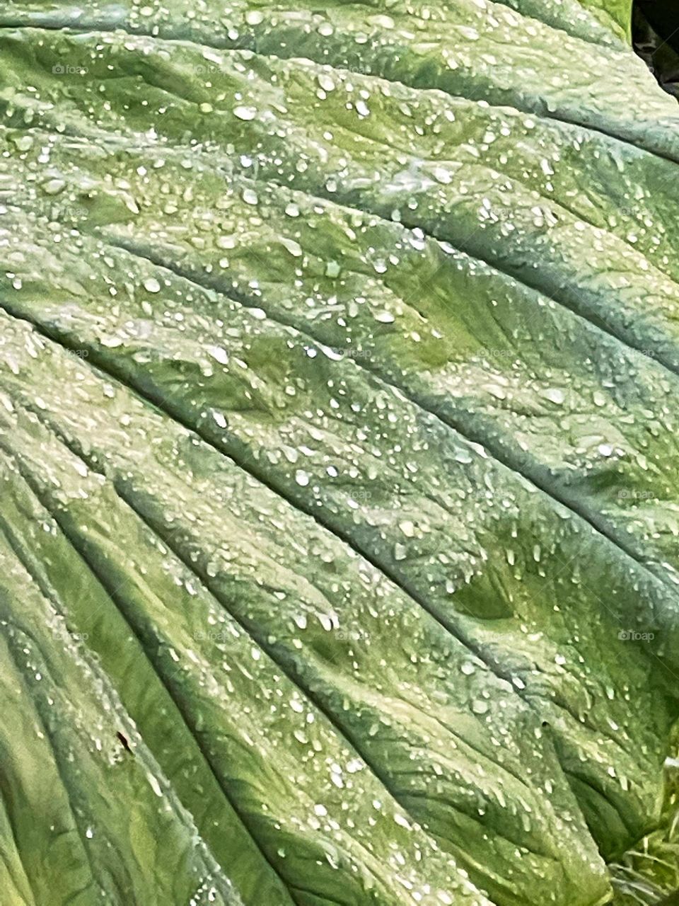 Large leaf with rain drops 
