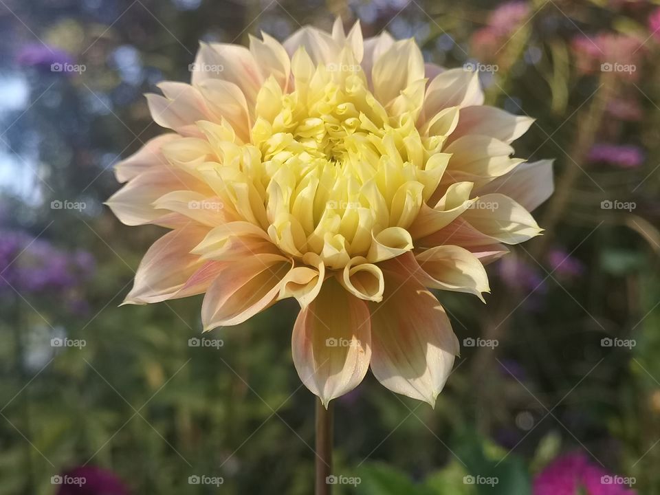 Dahlia flower with her beautiful petals