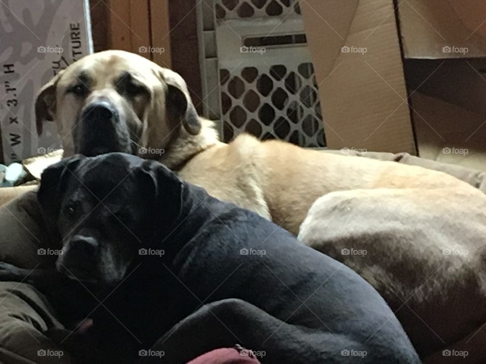 Bear and Kwanita in their bed snuggling together. My babies wouldn’t give them up for the world!