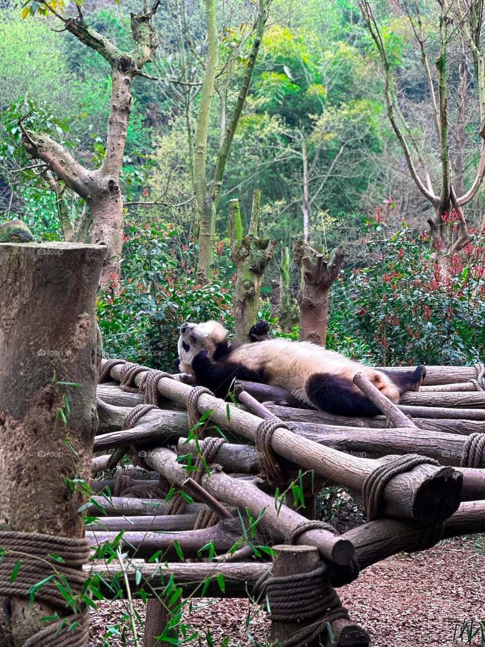 A panda that sleeps just like a human