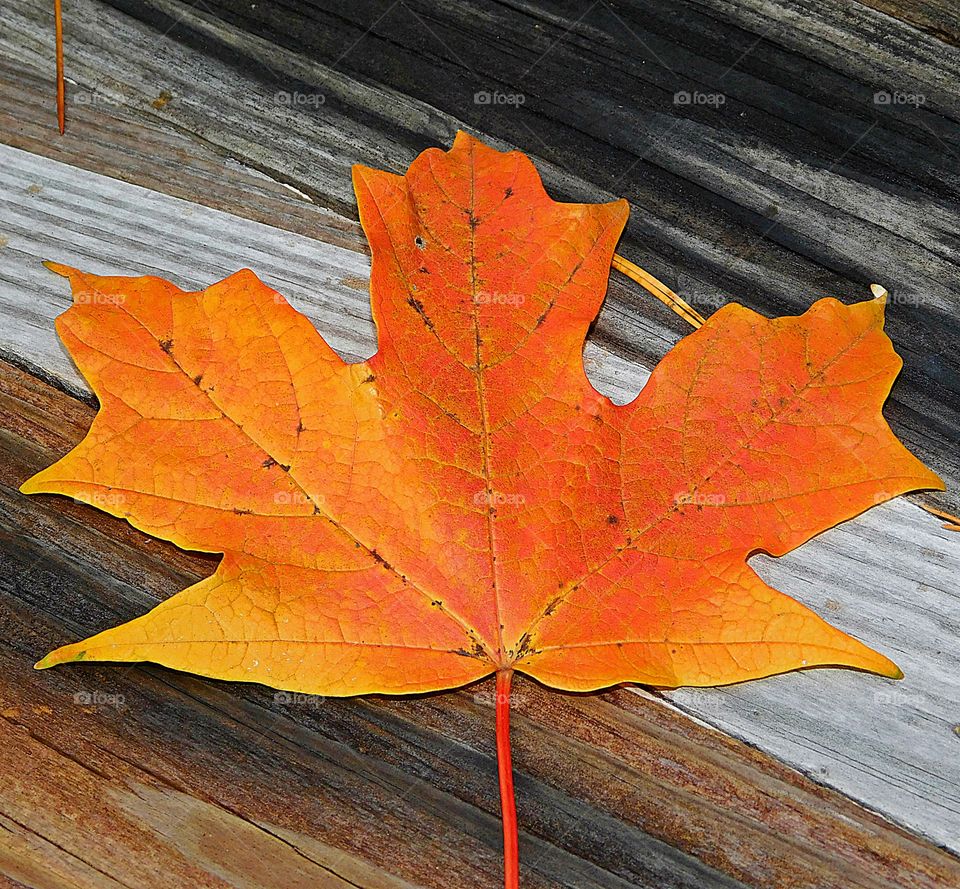 First signs of autumn - A golden sugar maple leaf lays on the wooden plank 