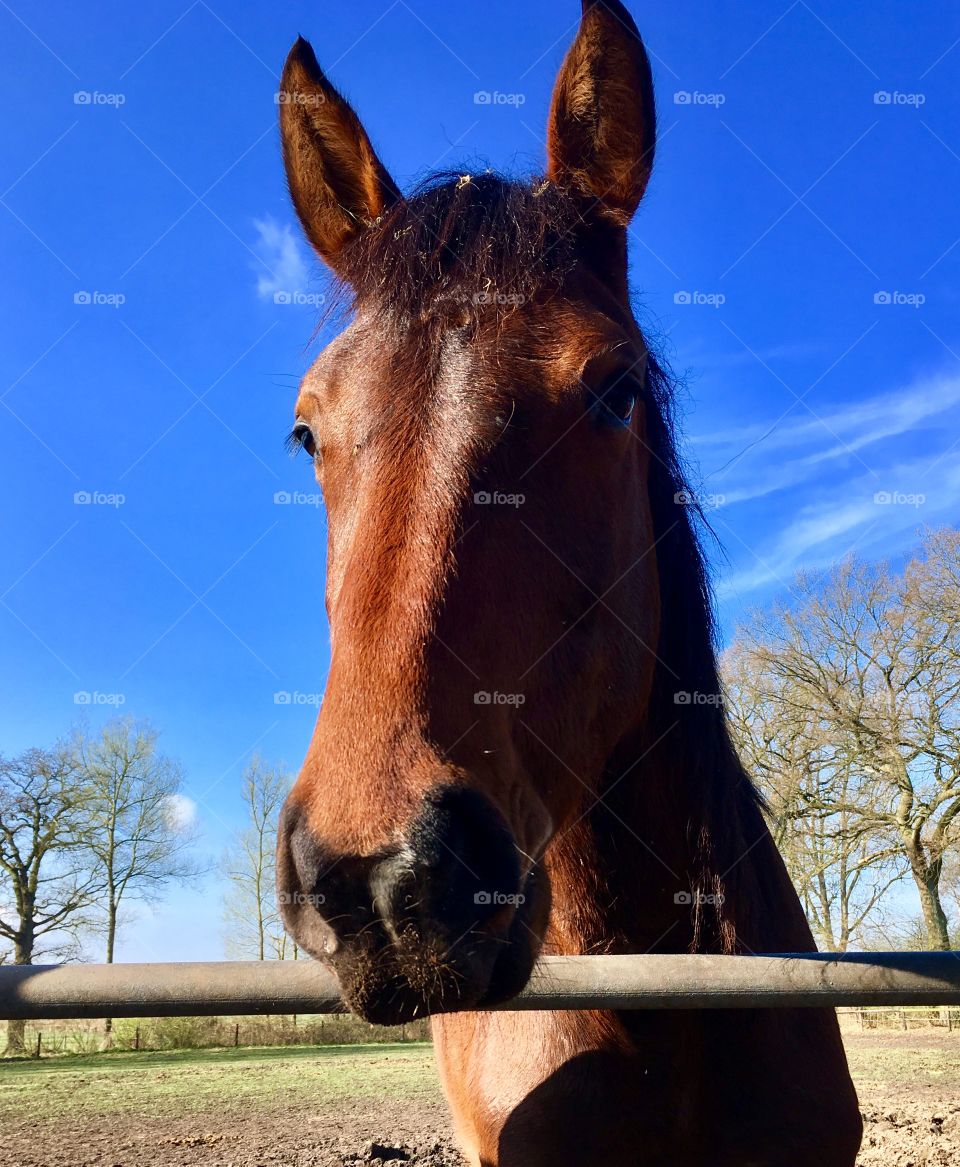 The suburb of Hamburg. Fields. Horses.Spring.