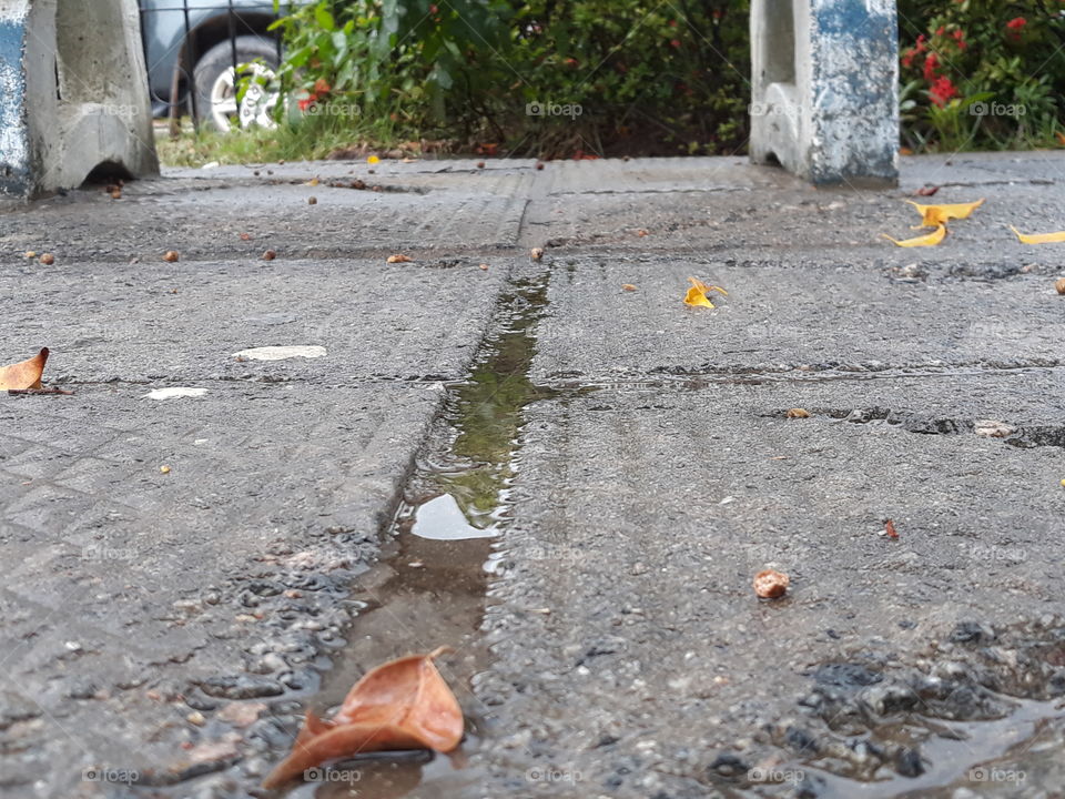 old leaf on the grow