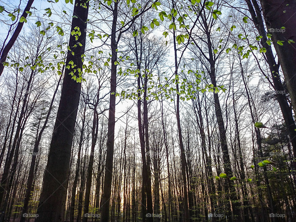 First spring leaves in the forest