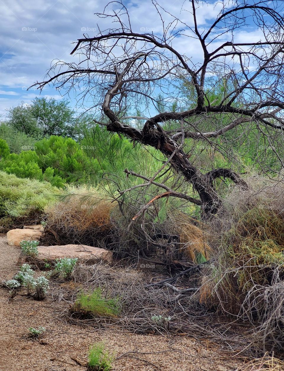 Dead Tree in Sonoran Desert