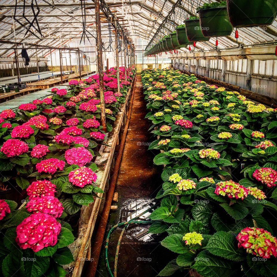 Hydrangea adventures. 