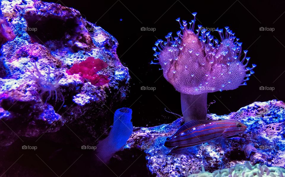 Fish and an anemone in an aquarium at the zoo—taken in Brookfield, Illinois 