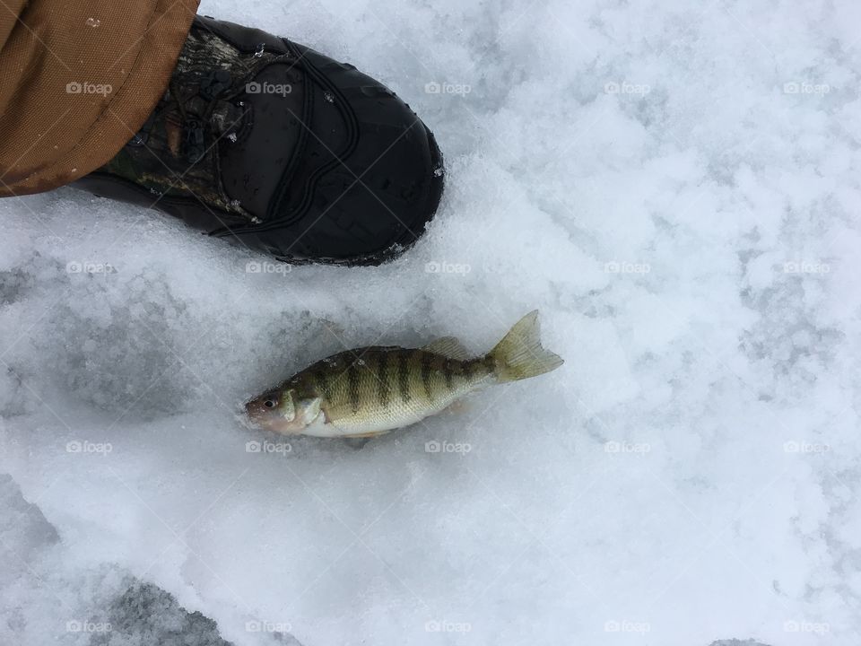 yellow perch caught ice fishing on lake nipissing 