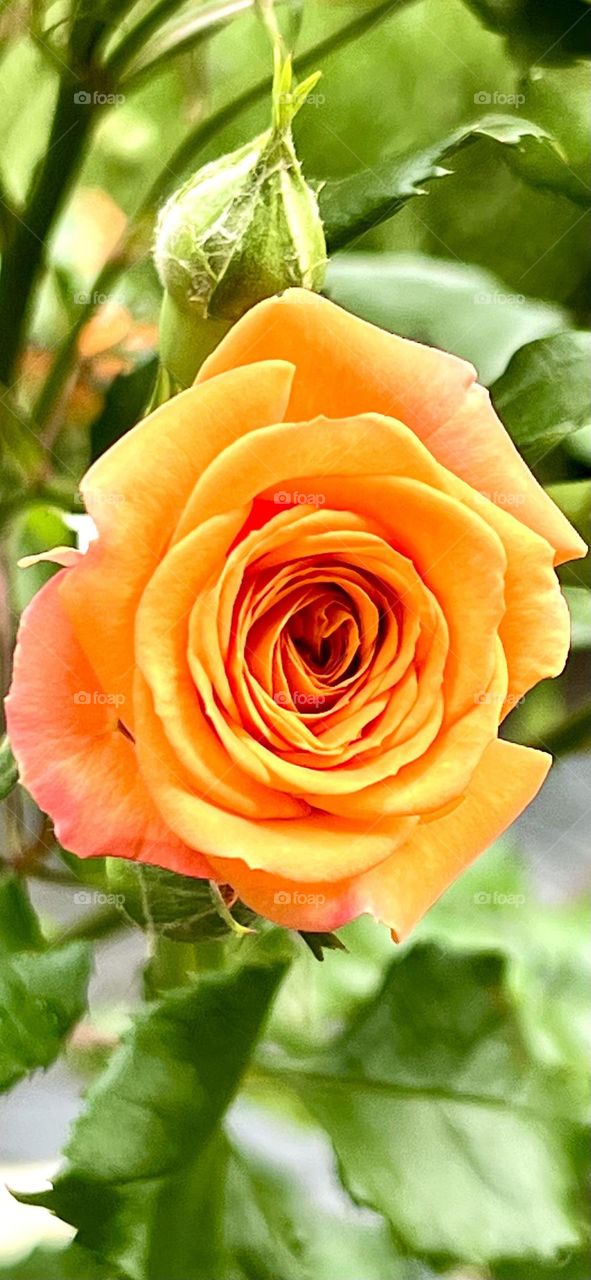 The photo shows a large, bright orange rose. Its petals are densely arranged, forming a lush, round bud. The edges of the petals are slightly wavy, which adds sophistication to the flower. The rose impresses with its beauty and richness of shades.