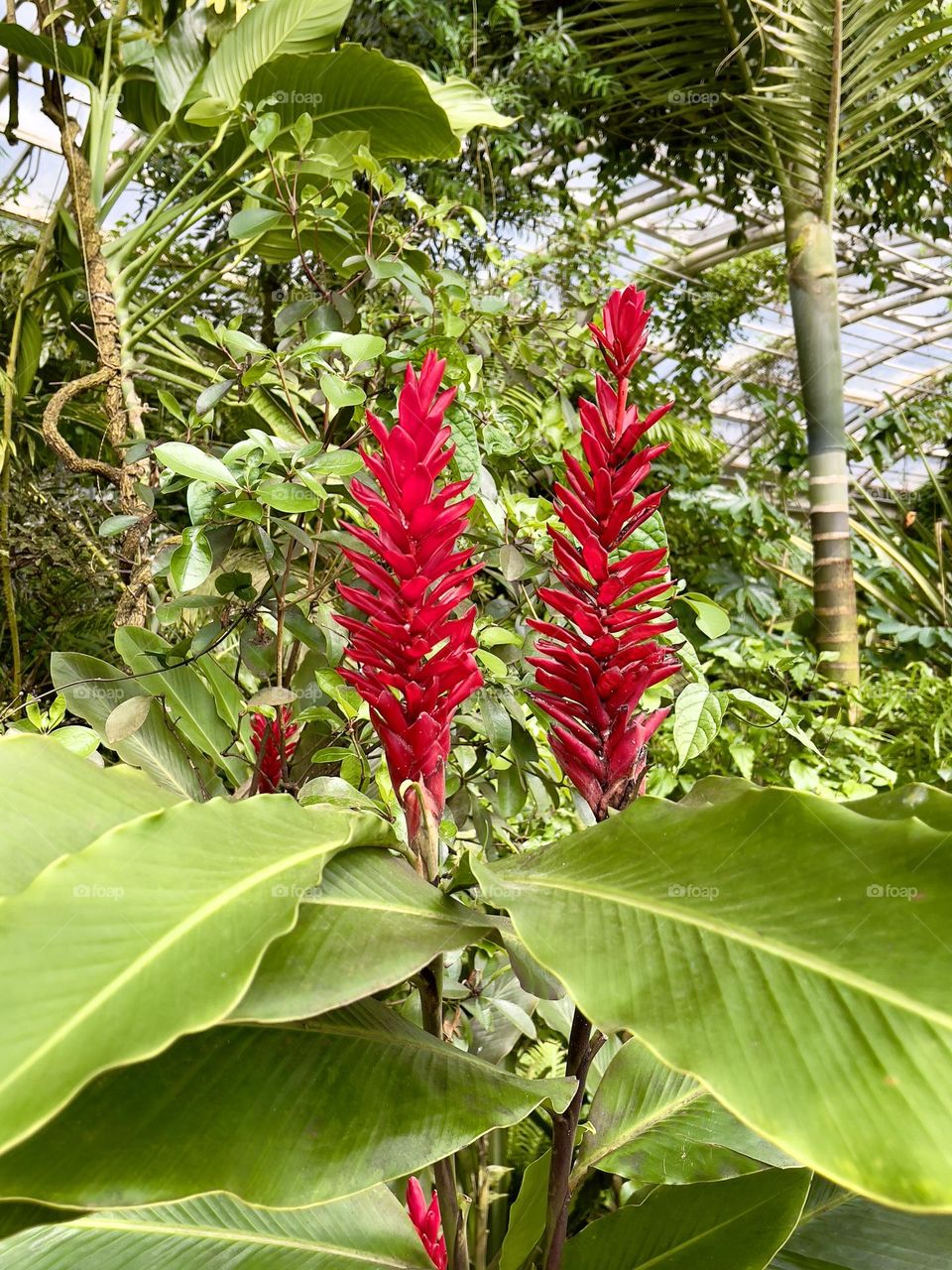 Red tropical blooming flowers 