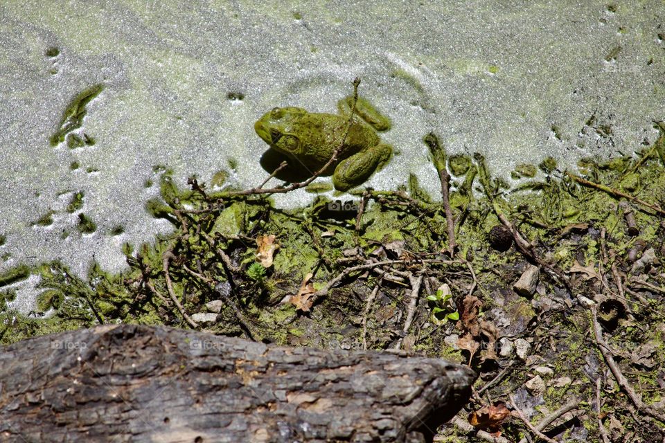 Green Bullfrog