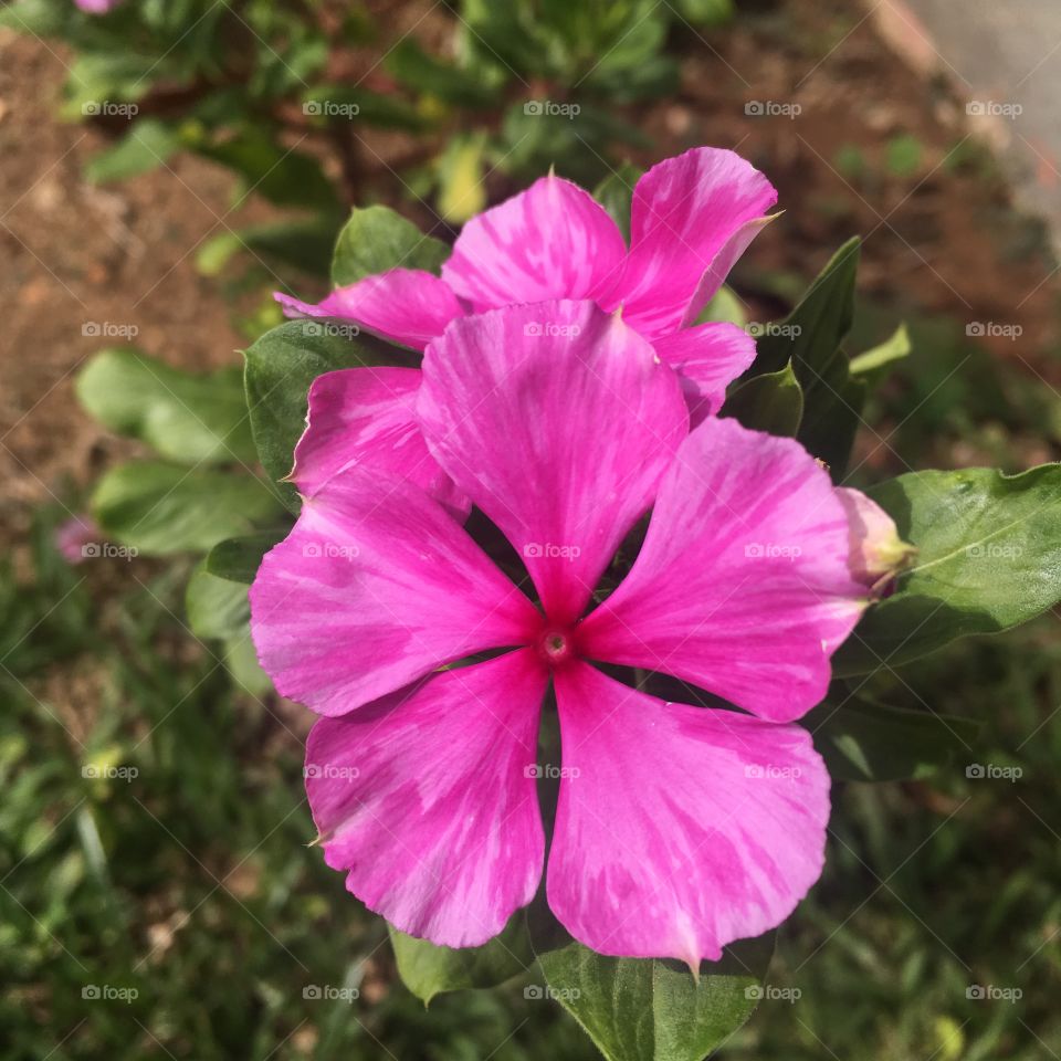 🌺Fim de #cooper!
Suado, cansado e feliz, alongando e curtindo a beleza das #flores.
🏁
#corrida #treino #flor #flowers #pétalas #jardim #jardinagem #garden #flora #run #running #esporte #alongamento