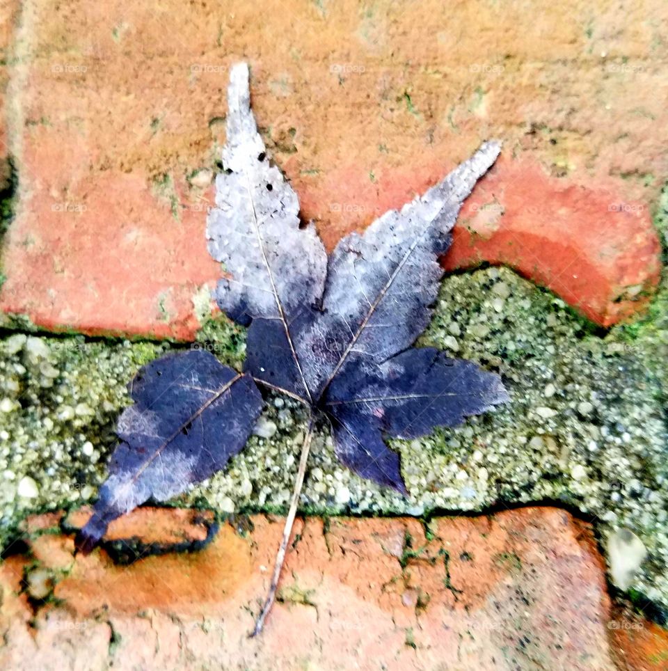 leaf on concrete