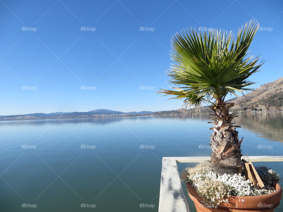 palm tree dock