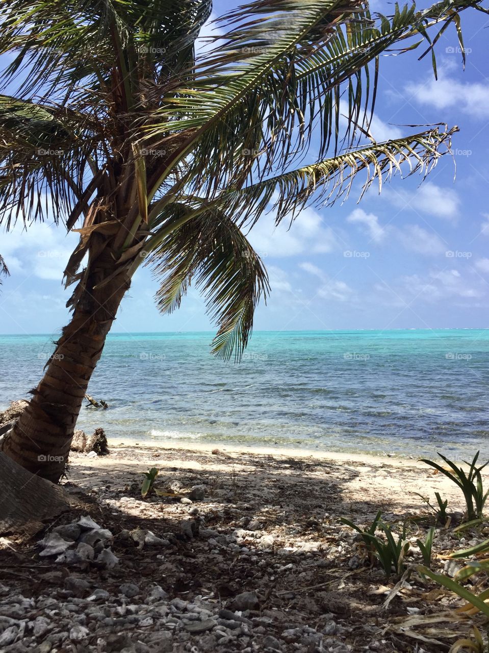 Rocky coastline on half moon Caye in Belize a palm tree is leaning over the ocean