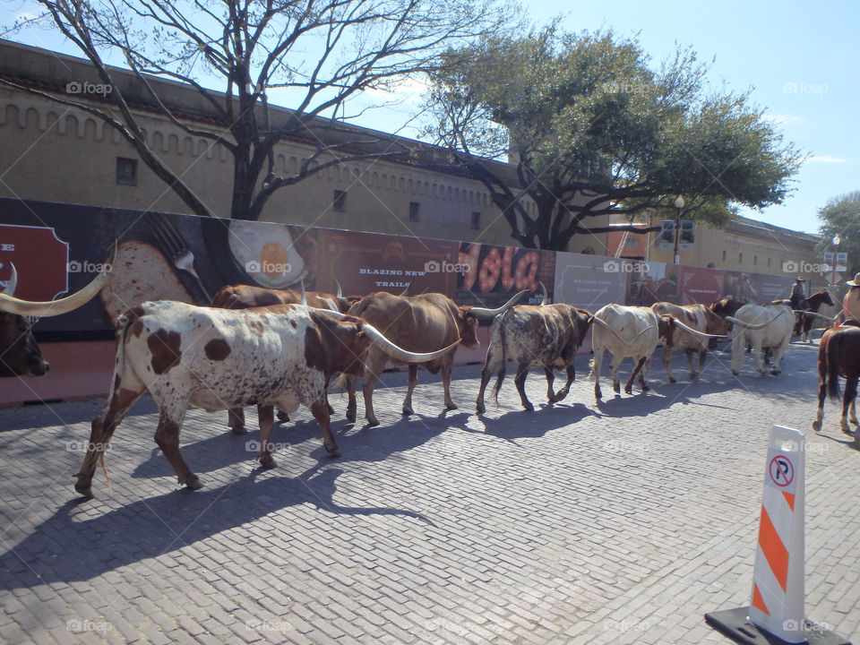 Fort Worth Stockyards