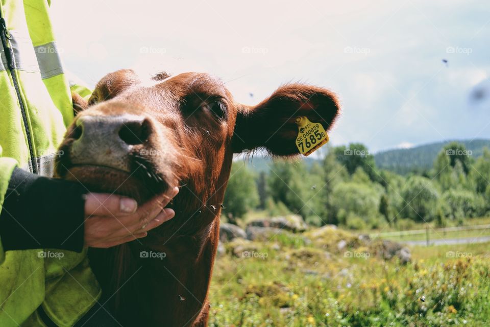 Farmer cuddling with a calf