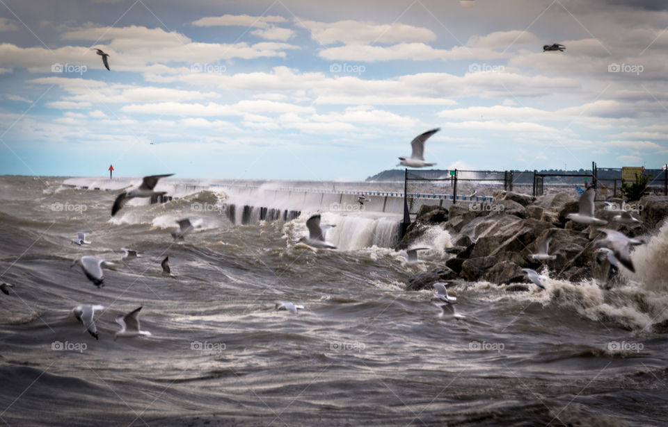 Waves and sea gulls. Crashing waves and flying seagulls In Lake Michigan in Milwaukee Wisconsin