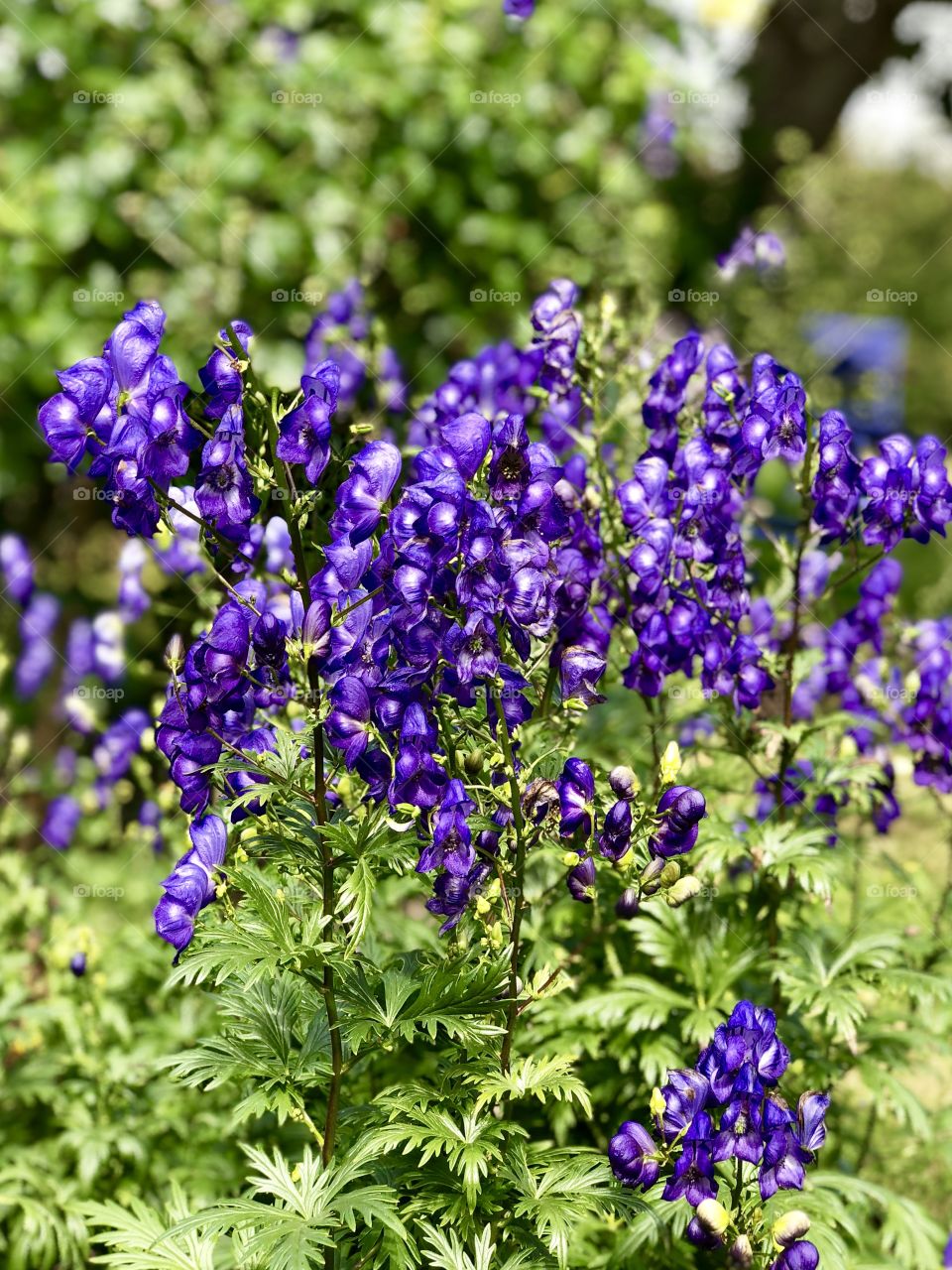  Aconitum napellus Stormhatt