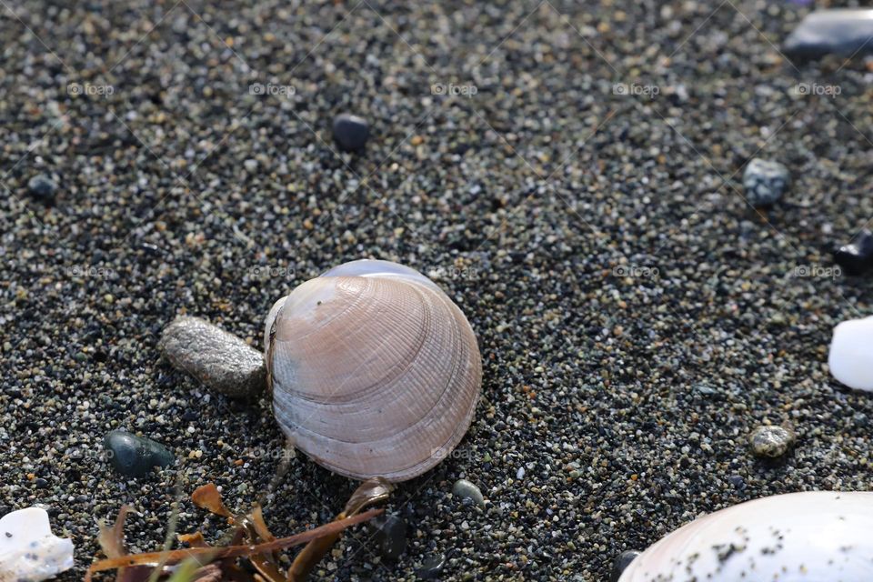 sea shell on the sand