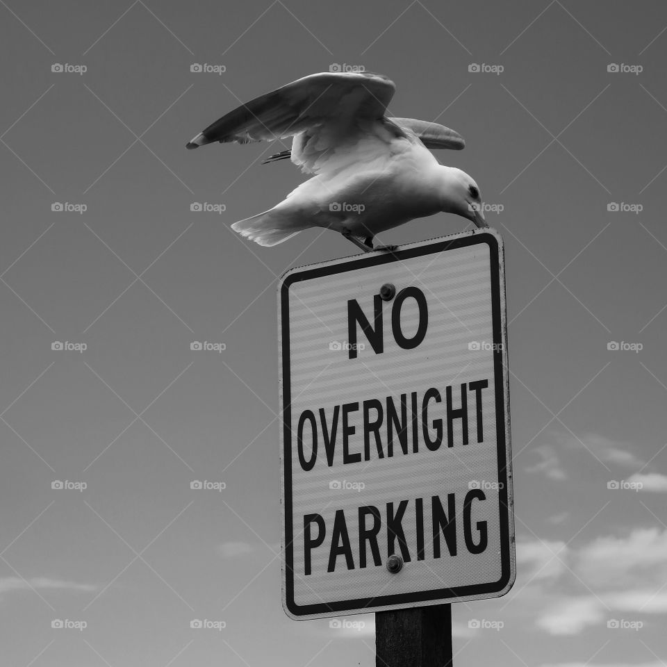 A seagull stands on a "No Parking" sign on the Oregon coast proving that he can park wherever he wants to. 