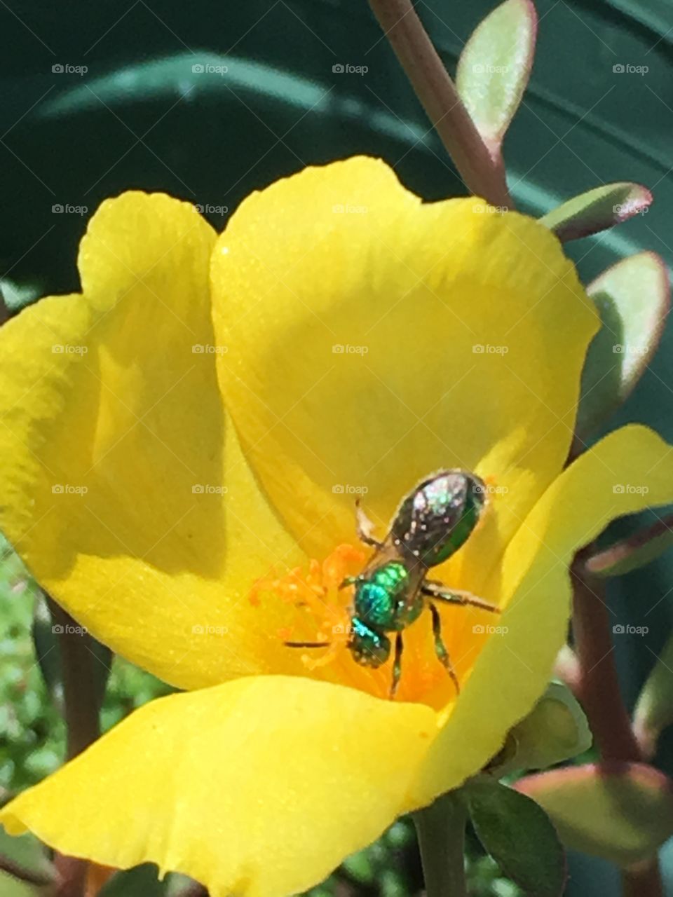 Green Bee Close-up