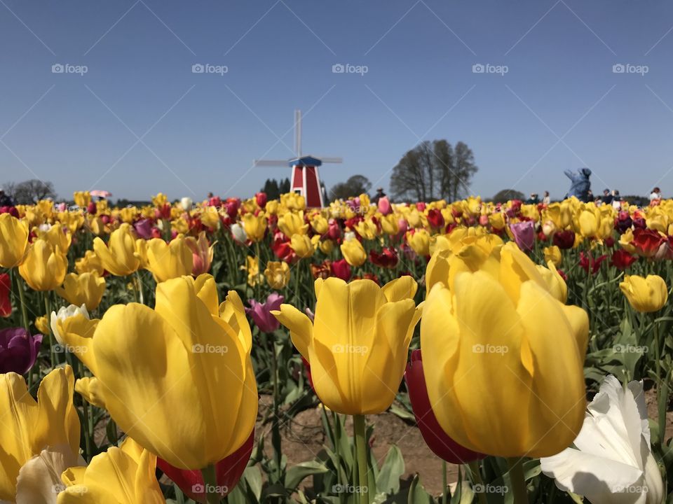 Yellow tulips with a windmill in the distance. 