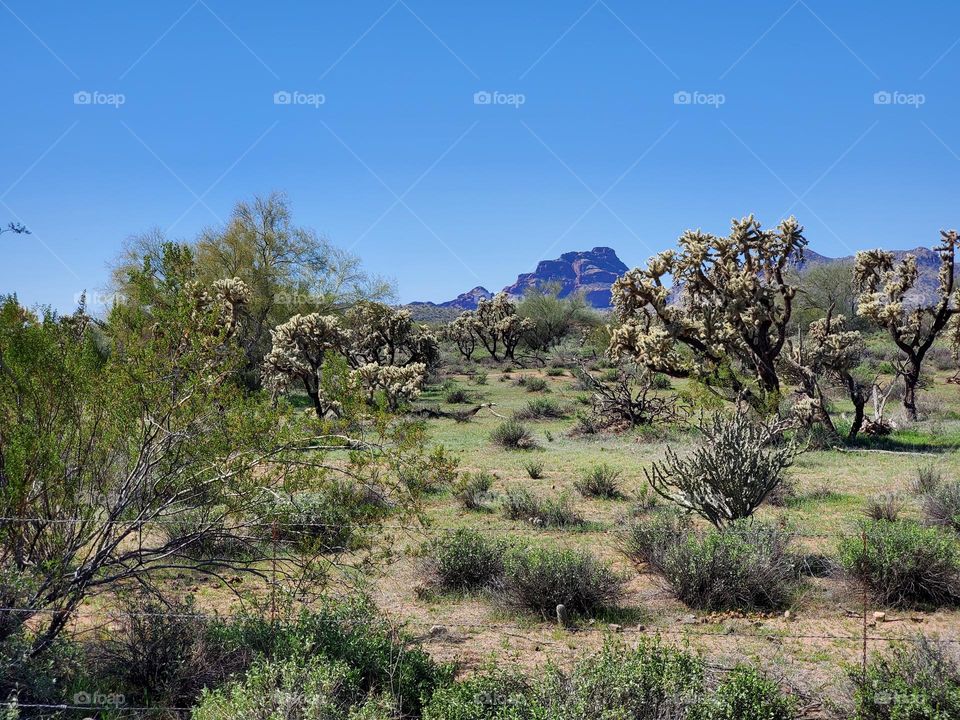 Cholla Cactus in the Arizona Desert