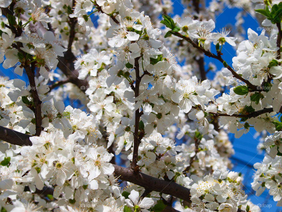 Beautiful white blooming plum tree. Sky in the background.