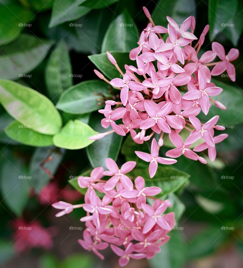 Tropical flowers in the street of Singapore