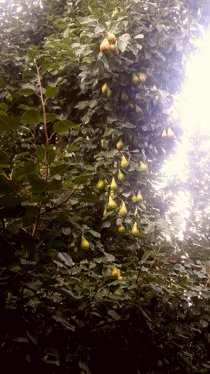 Pears in the final riping stage in Shopian Kashmir J&k.