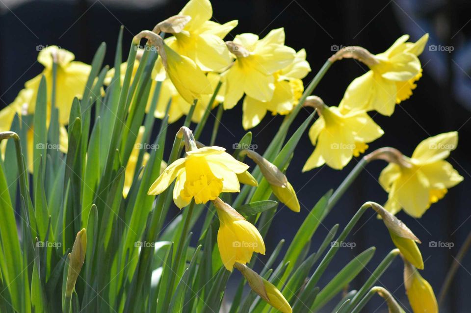 Close-up of daffodil flowers