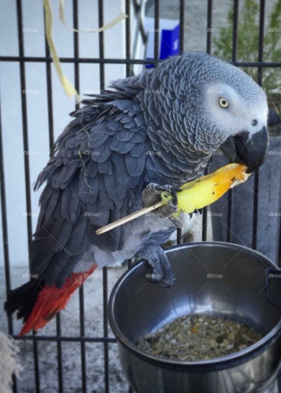 African grey enjoys his Summer ice lolly 