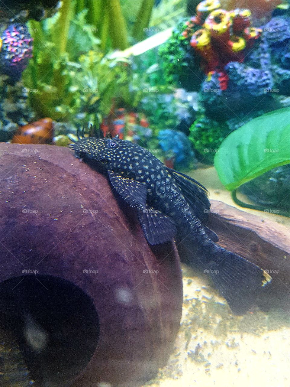 bristlenose pleco