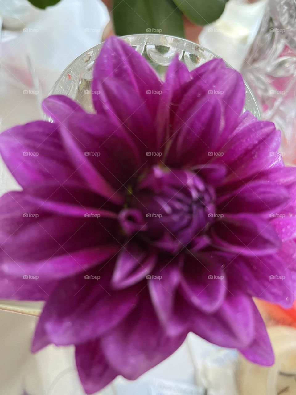 A beautiful raspberry dahlia flower 