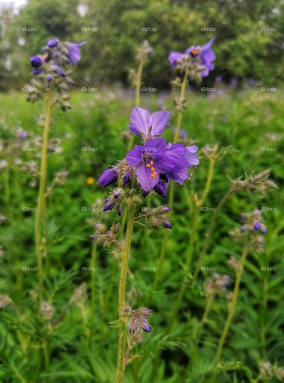Beautiful lilac flowers in a meadow in summer.