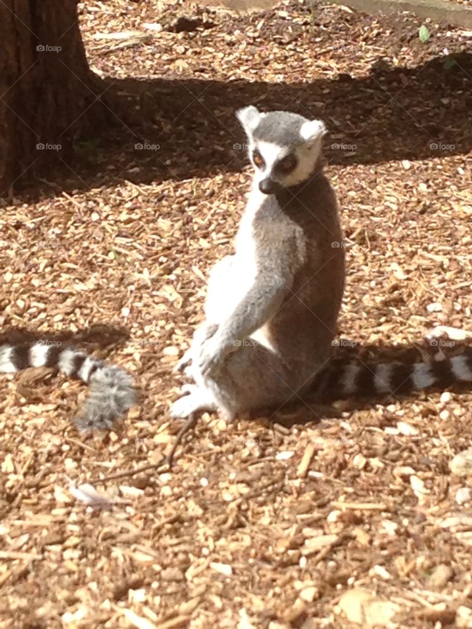 Ringtail Lena