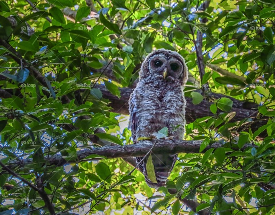 A fluffy baby owl in a tree 