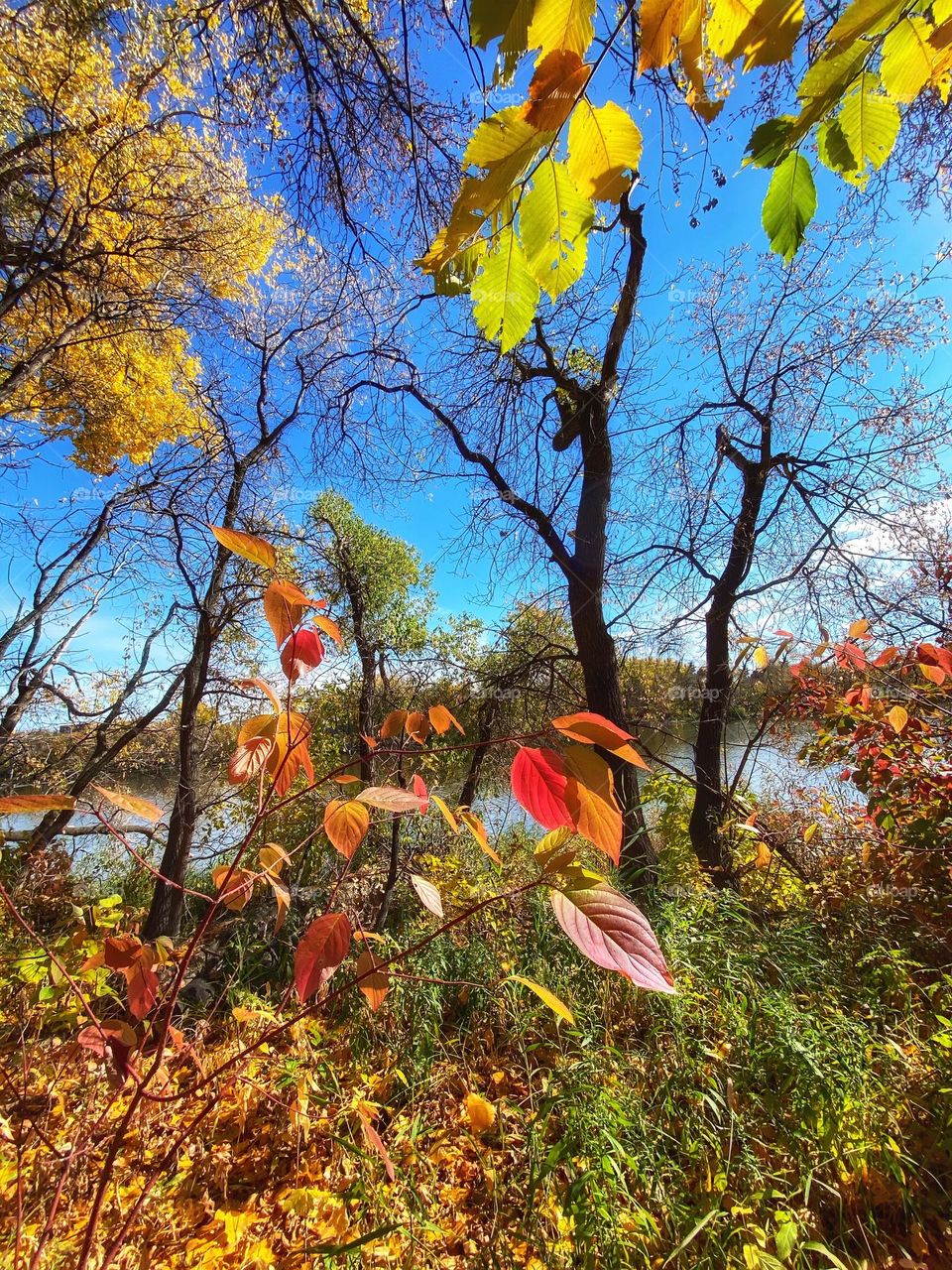 Colourful leaves