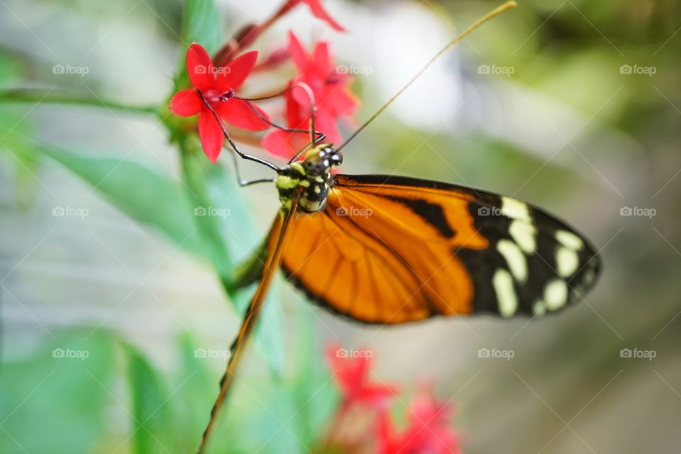 Hecale Longwing Butterfly