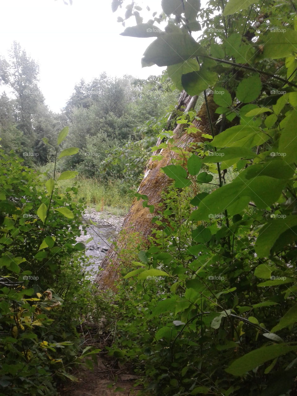 tree over river